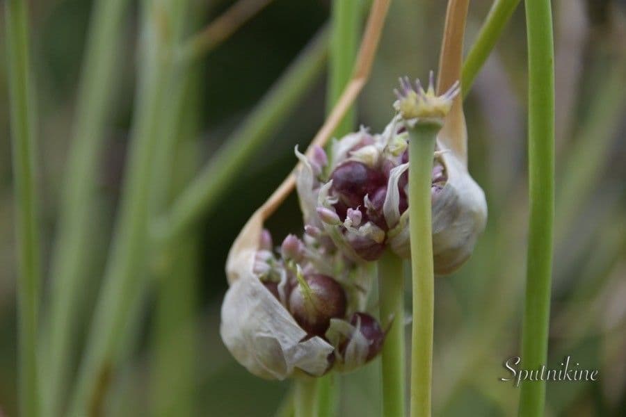 Aglio romano 5