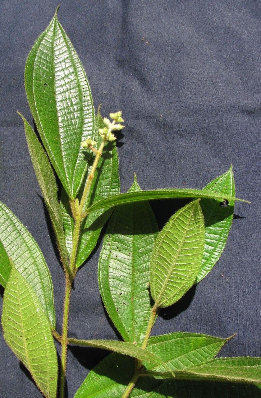 Miconia 16