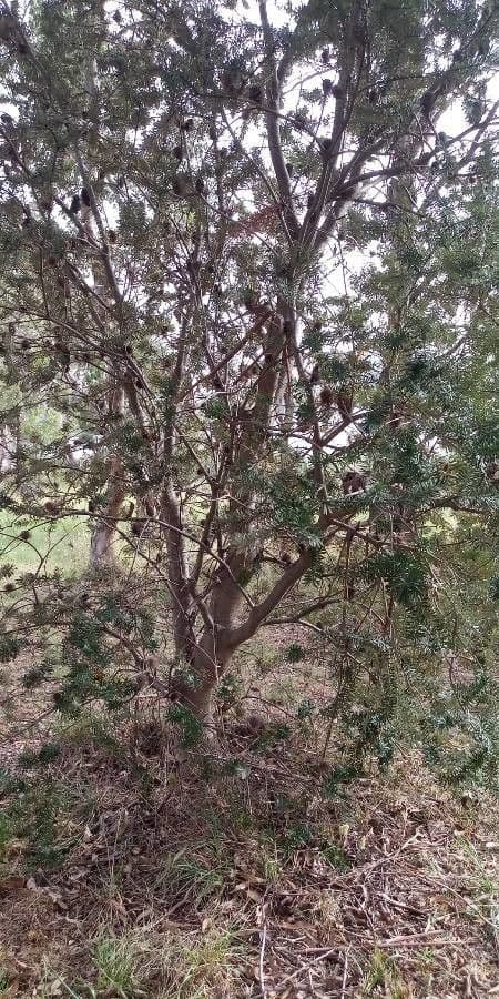 Banksia 7