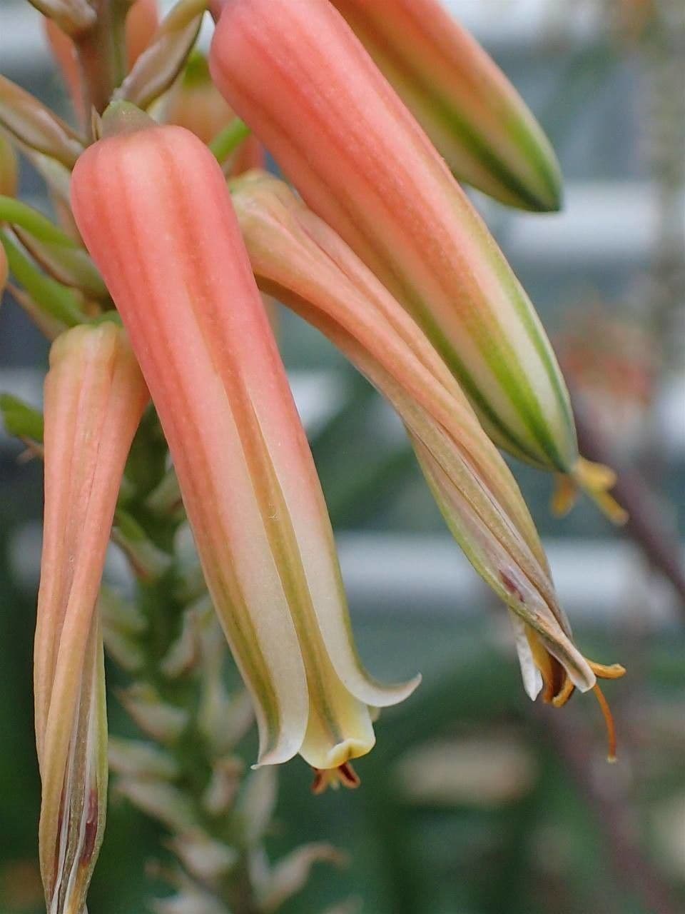Aloe 2
