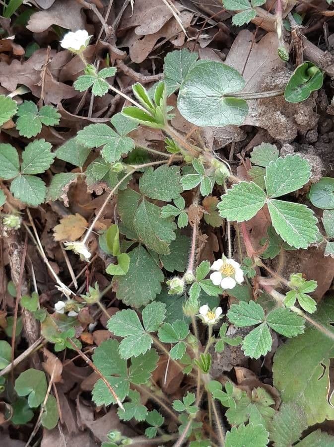Strawberryleaf cinquefoil 11