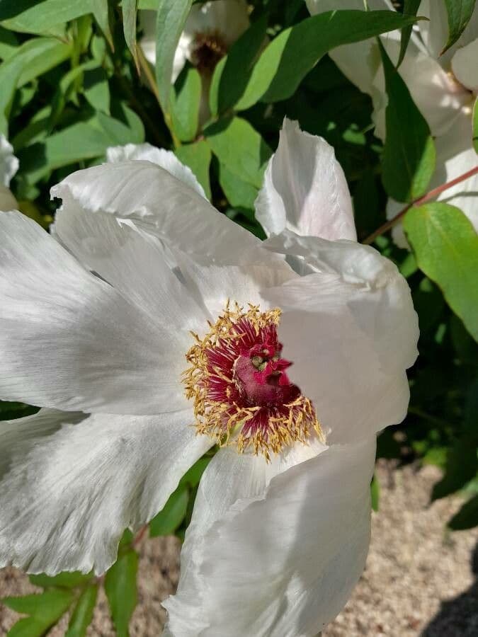 Peonia 3