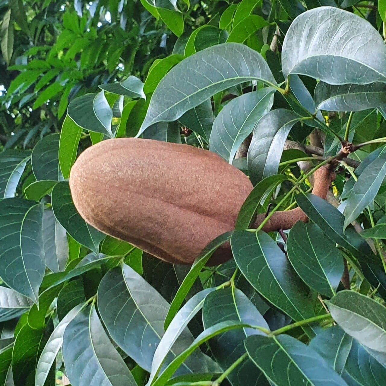 Mogano del Honduras