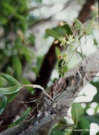 Dendrobium 6