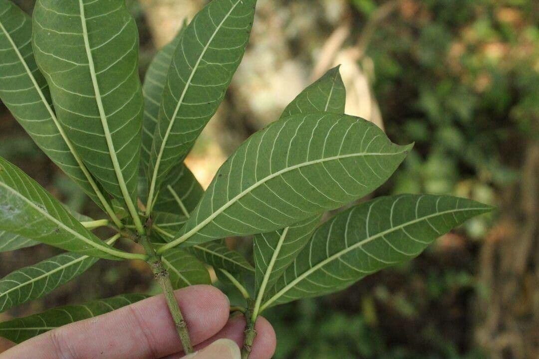 Tabernaemontana 11