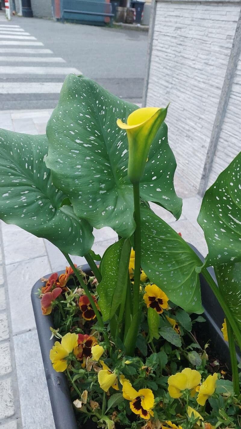 Calla di Elliott 8