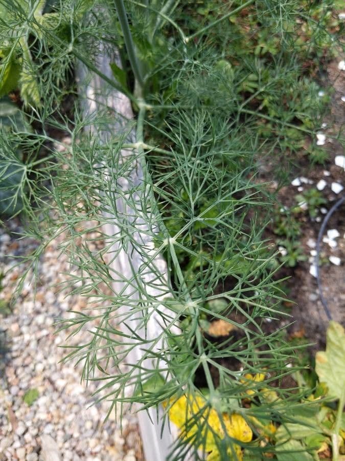 Dill 20