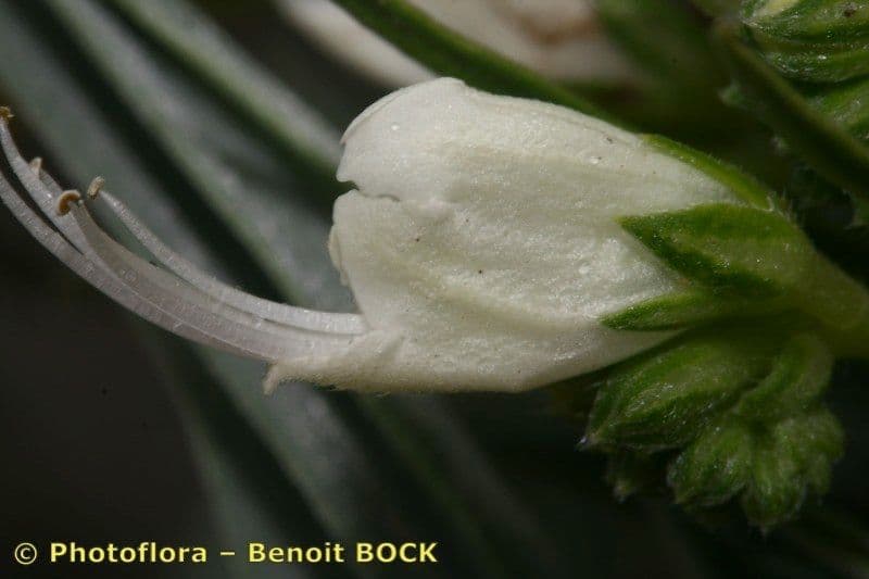 Echium