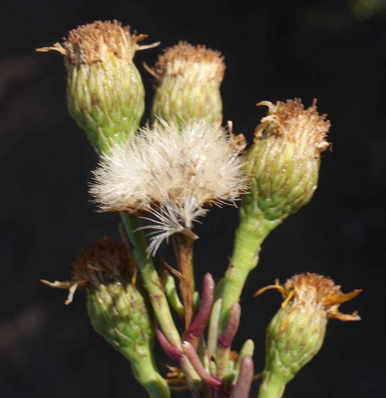 Limbarda crithmoides 4