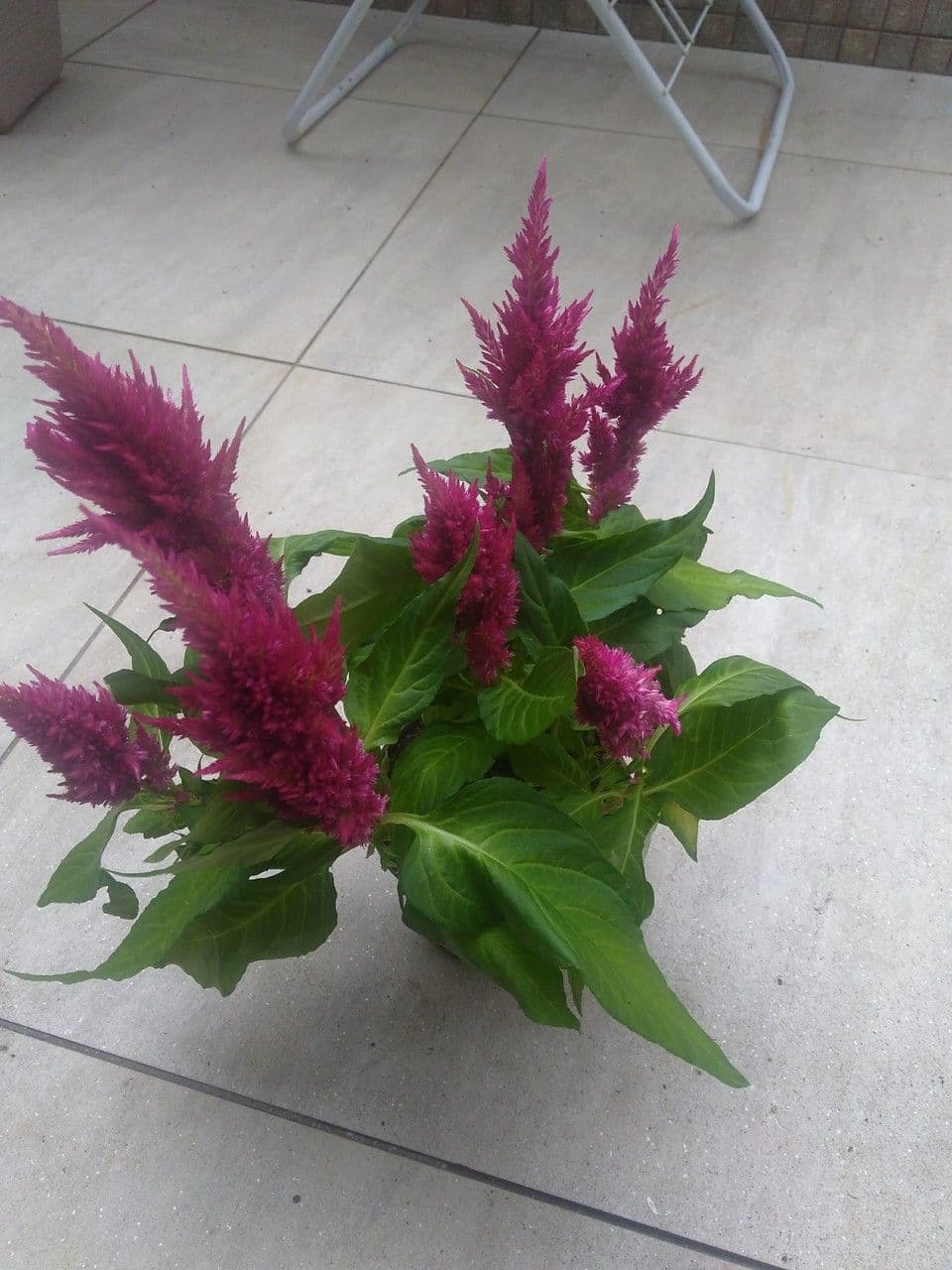 Celosia argentea 18