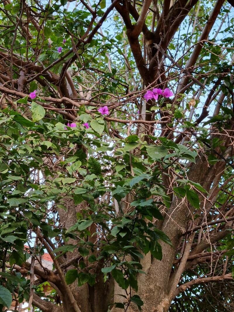 Bignonia magnifica 2