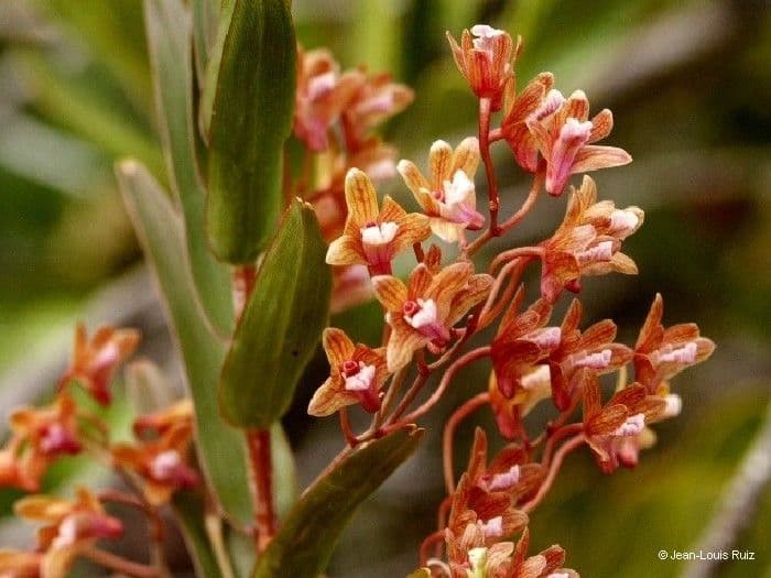 Dendrobium 3