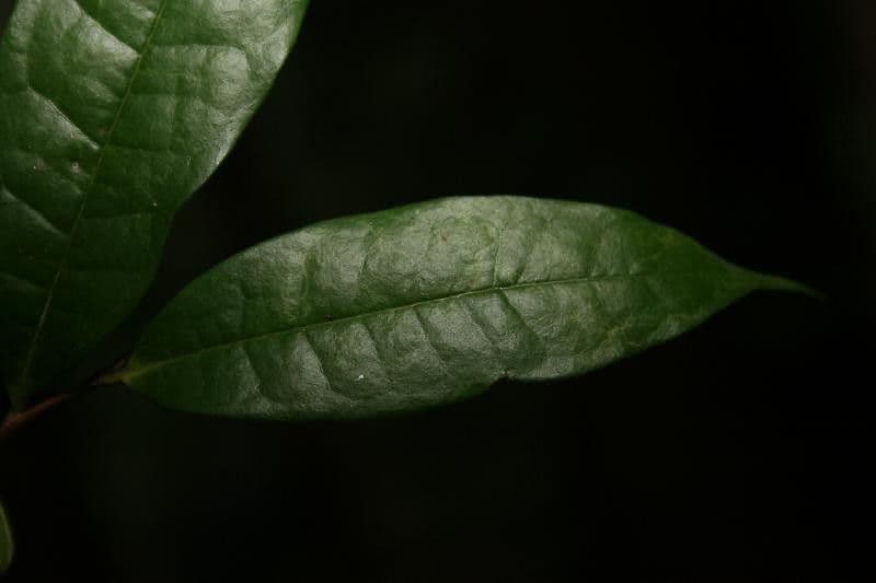 Duguetia 6