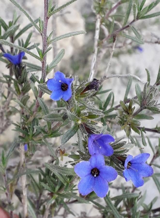 Erba perla arbustiva 6
