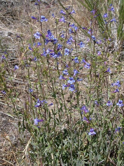 Penstemon basso 8