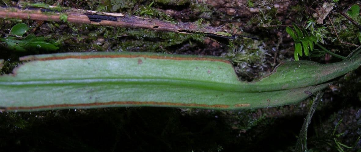 Ananthacorus angustifolius 2