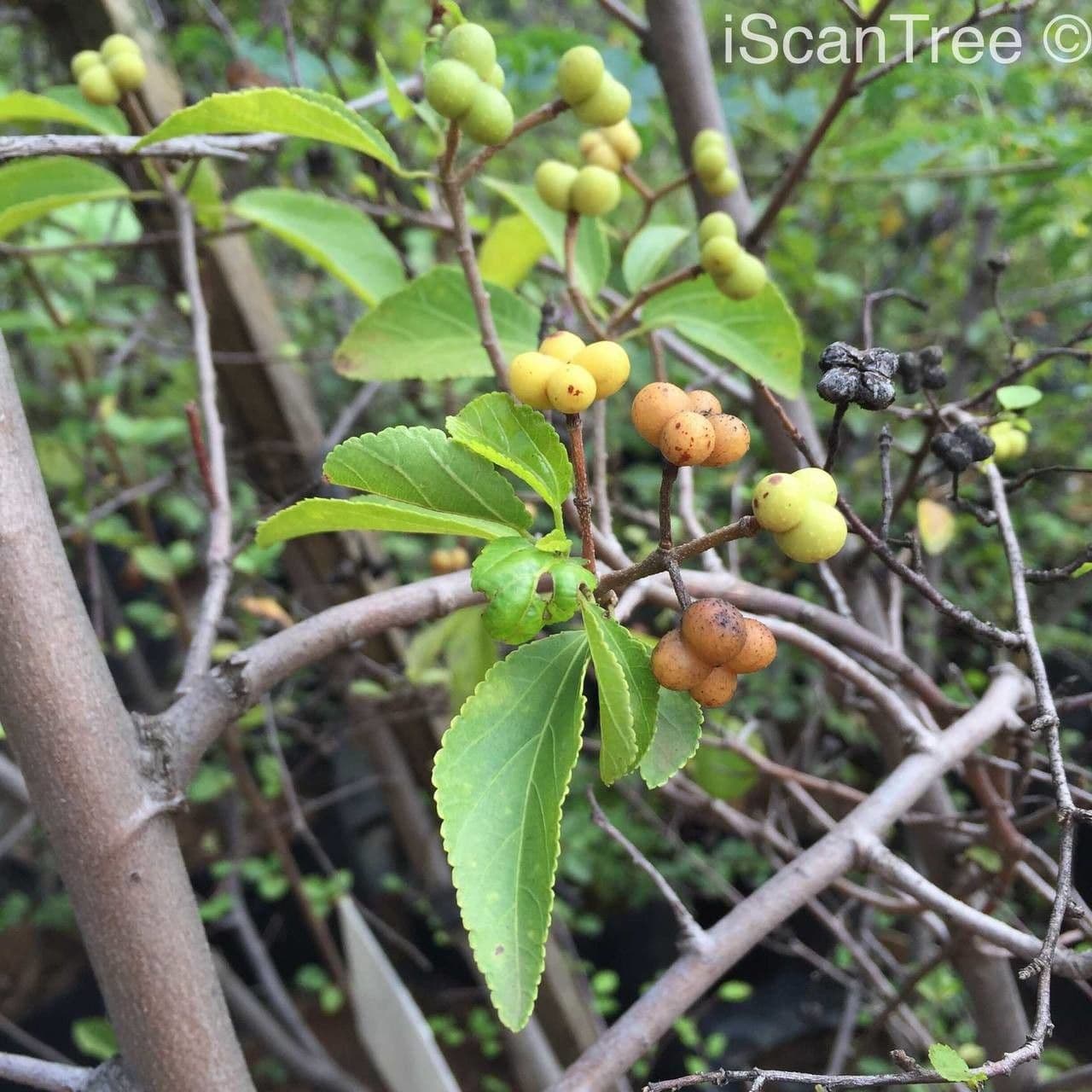 Grewia occidental 5