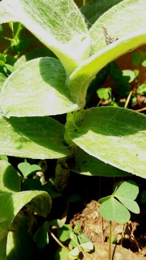 Tradescantia 16
