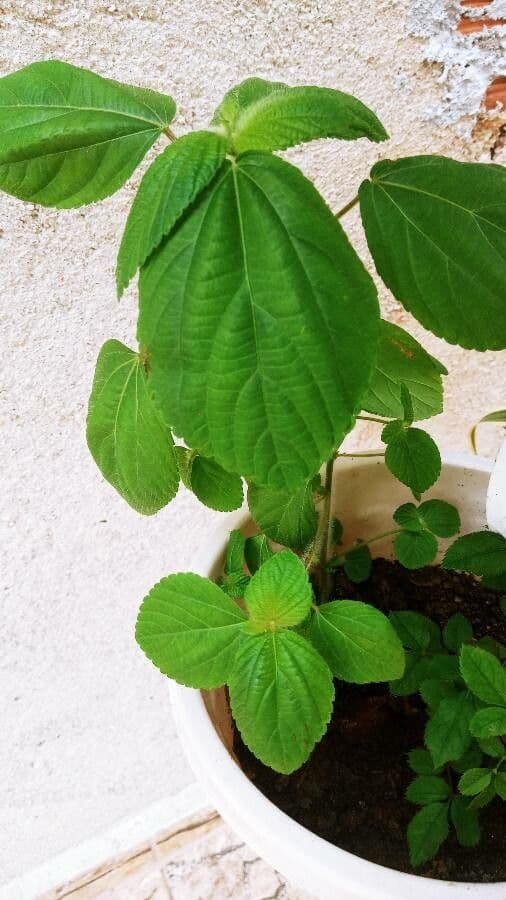Acalypha a spiga grande 19