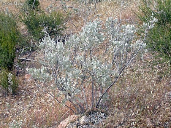 Yerba santa 11