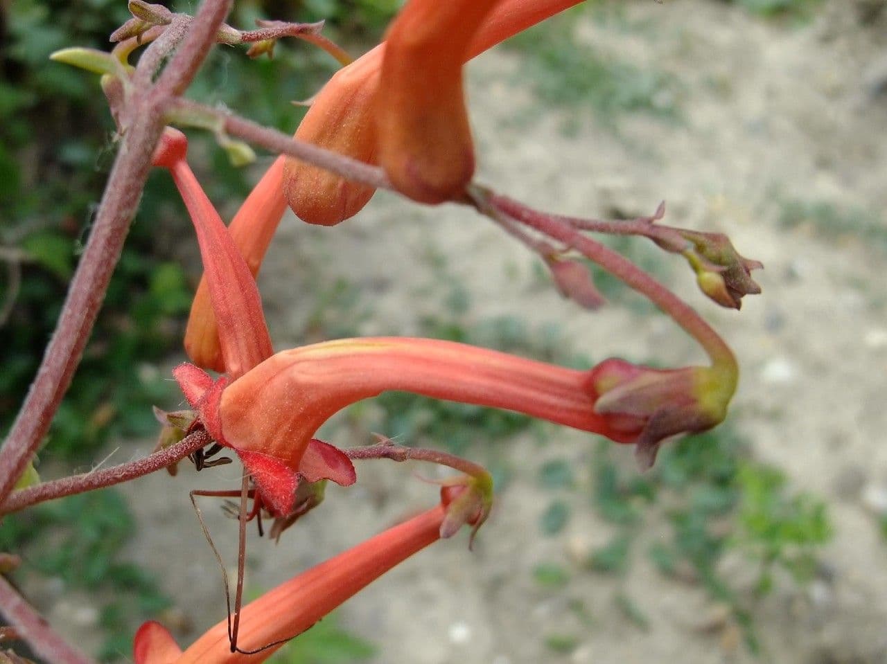 Phygelius