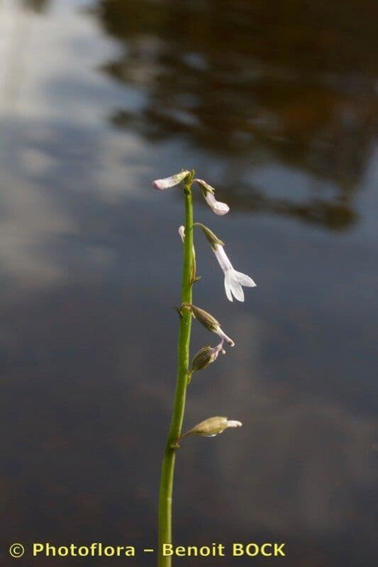 Lobelia acquatica 20