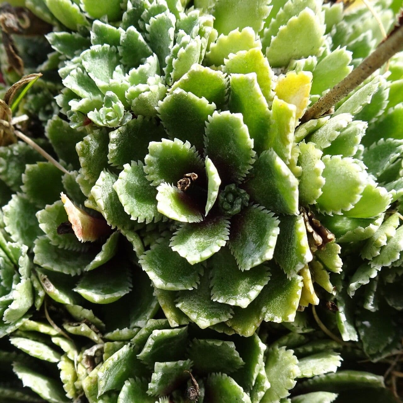 Saxifrage paniculée 20