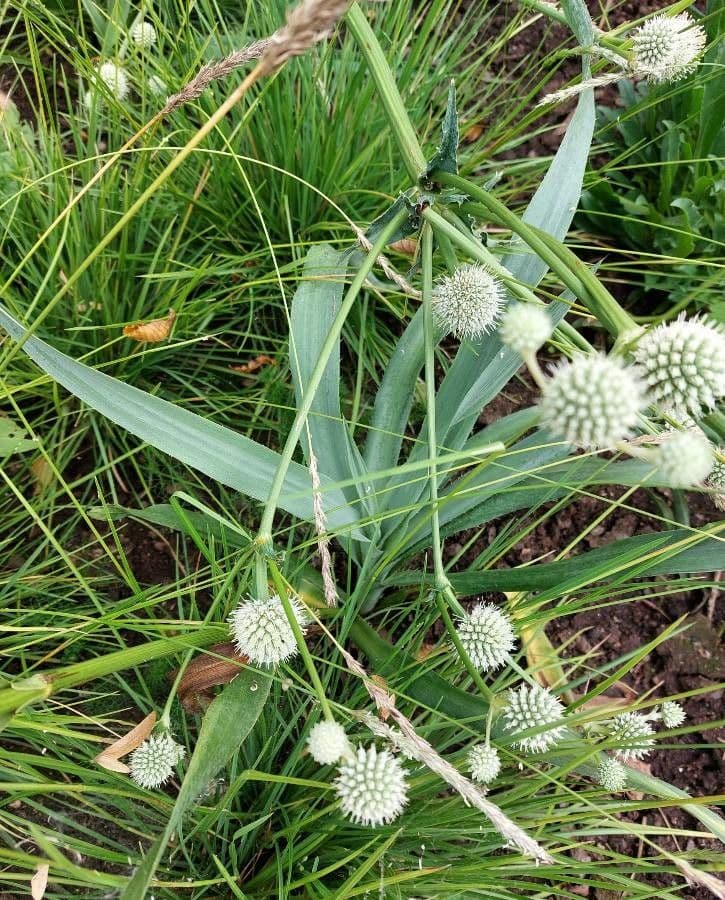 Yucca-Mannstreu 15