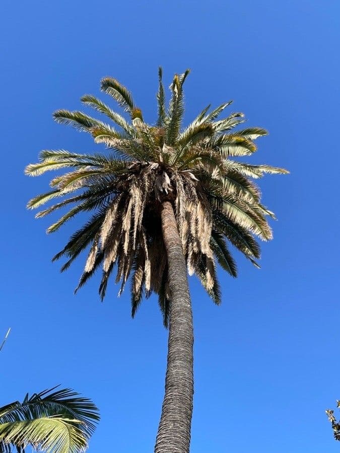 Palma da datteri selvatica 6