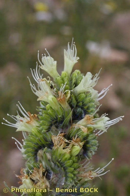 Buglossa gialla