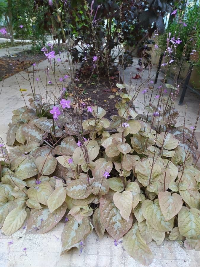 Pseuderanthemum 5