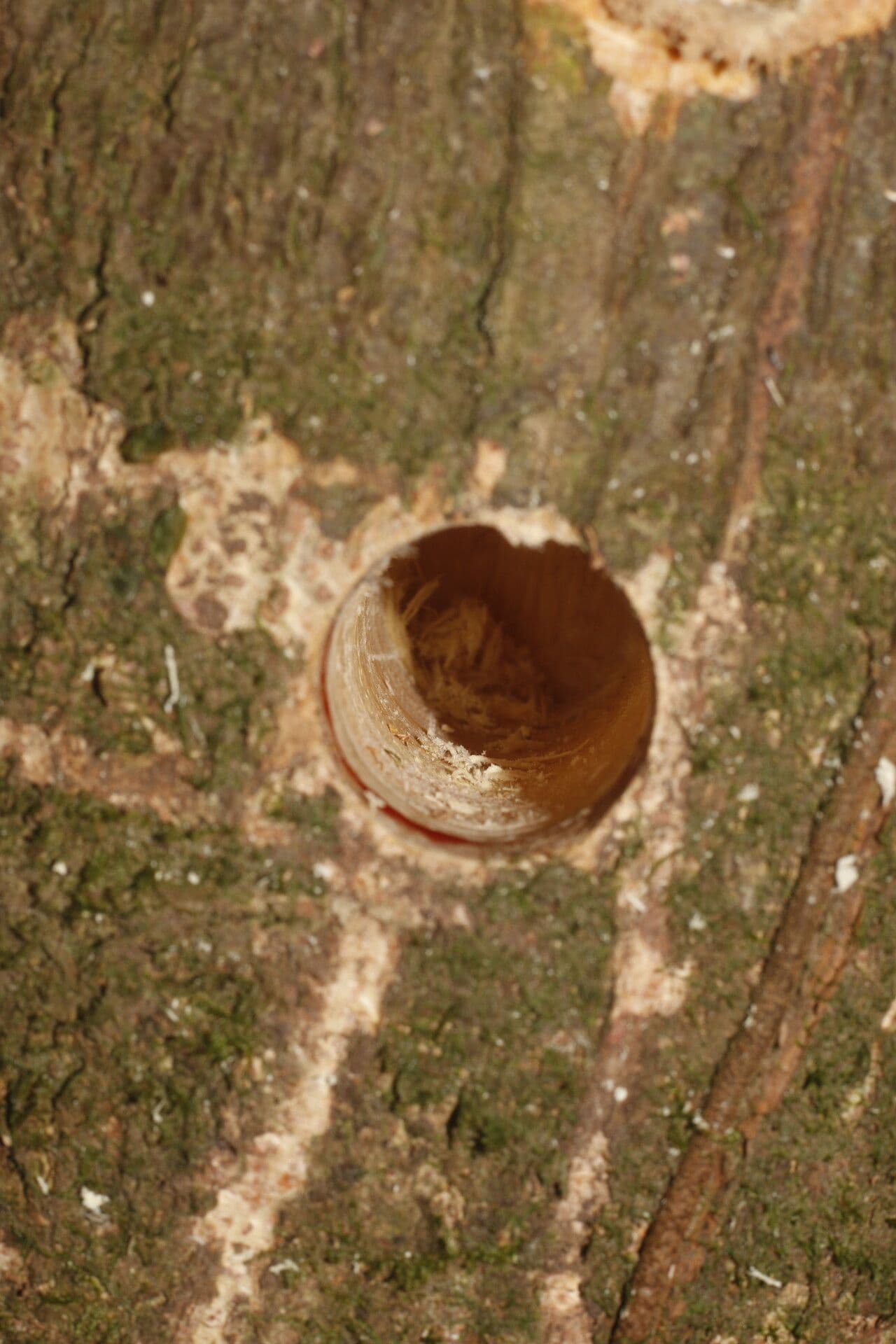 Lonchocarpus 12