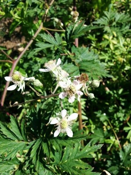 Schlitzblättrige Brombeere 7