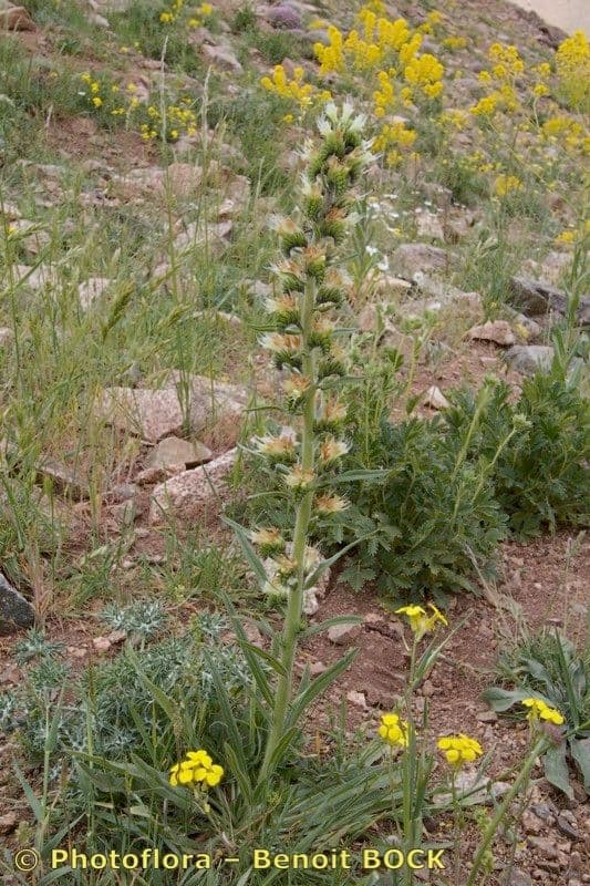 Buglossa gialla 6