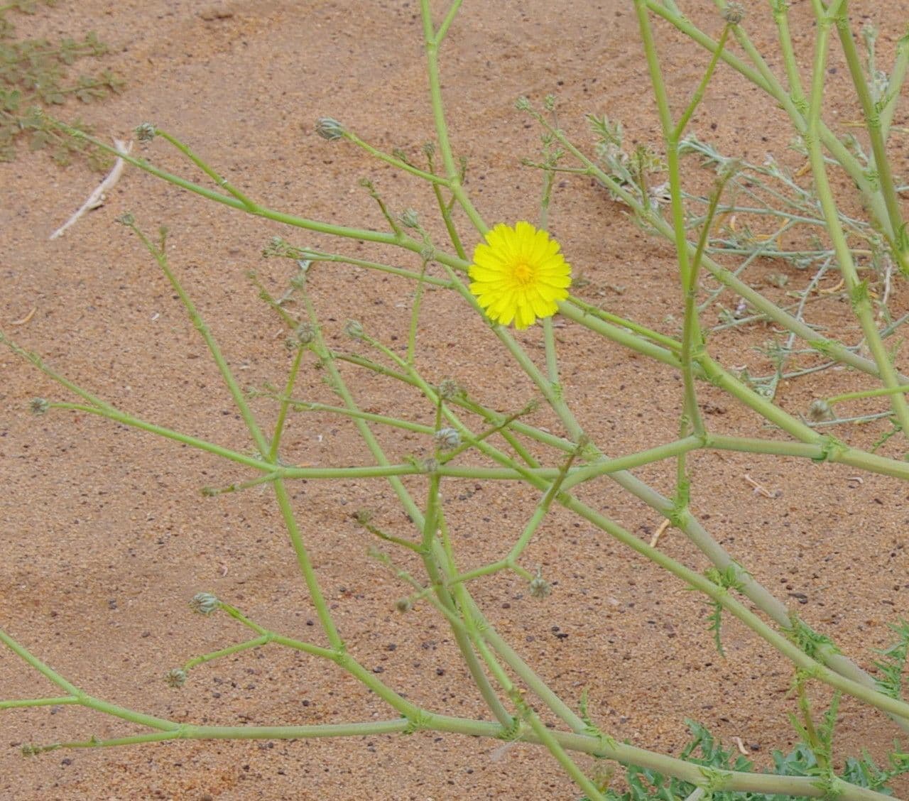 Launea mucronata 5