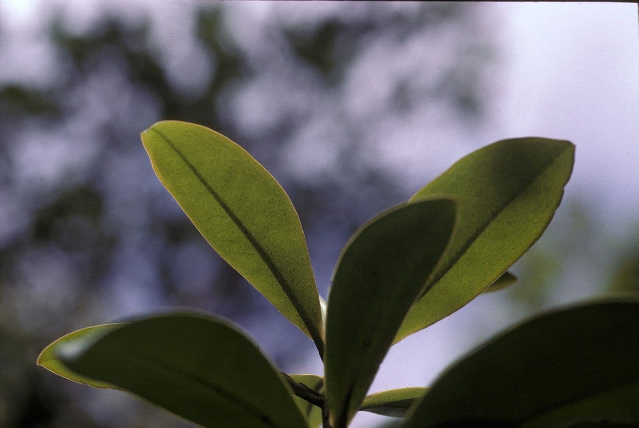 Ardisia 3