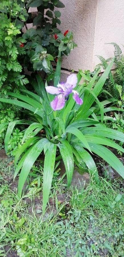 Iris dei tetti 12