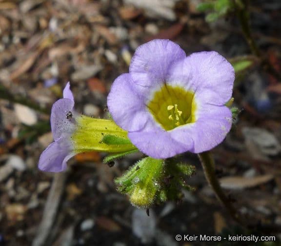 Fremonts Phacelia 5