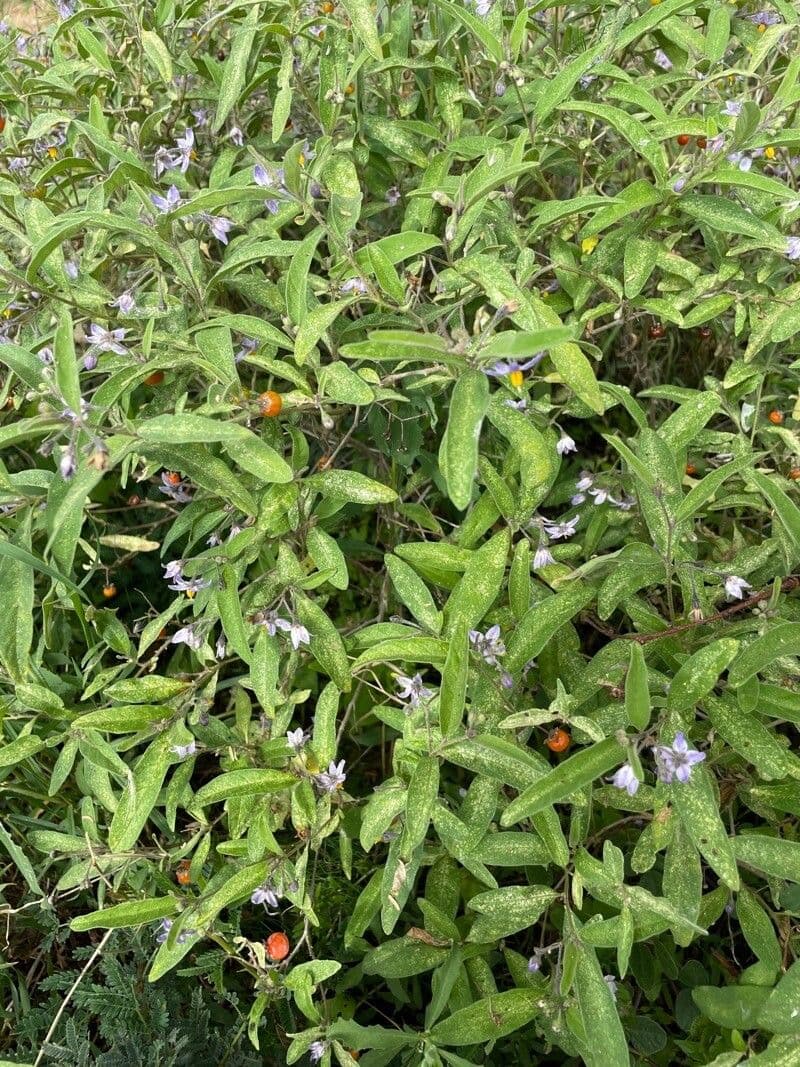 Solanum 21