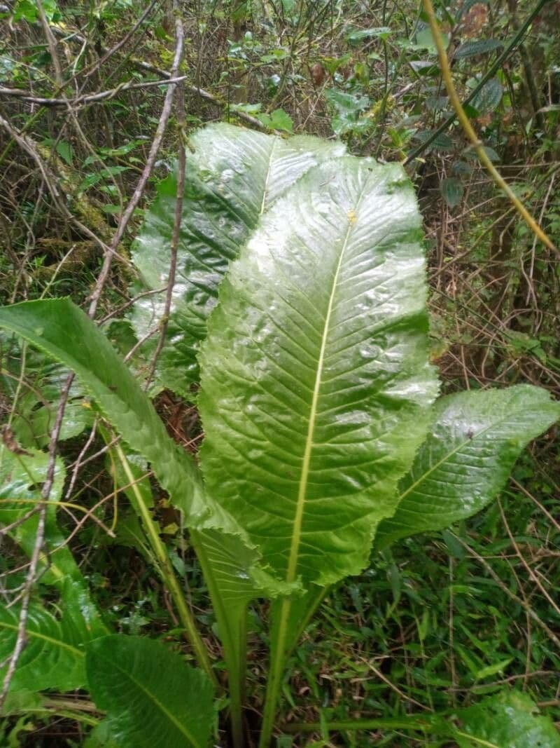 Acetosa 6
