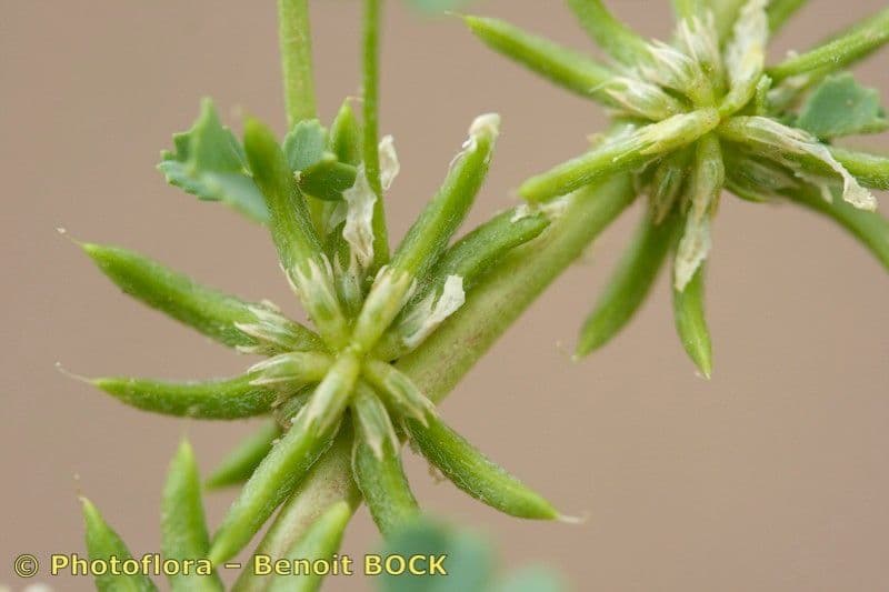 Trigonella 15