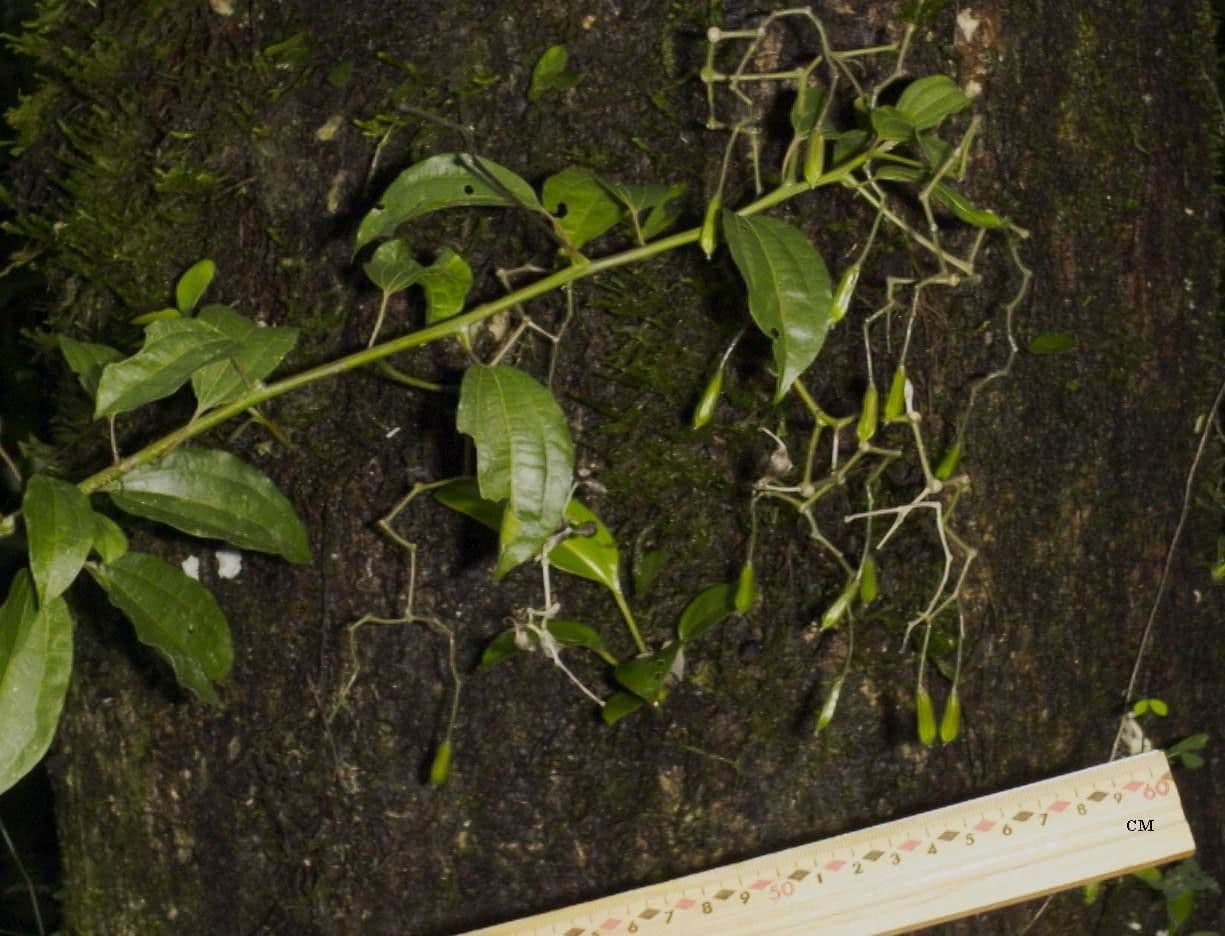 Sparattanthelium 3