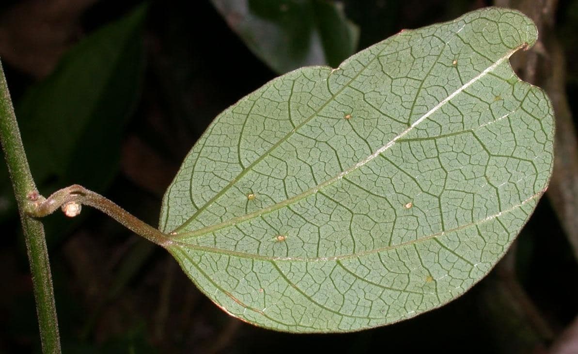 Passiflore auriculée 3