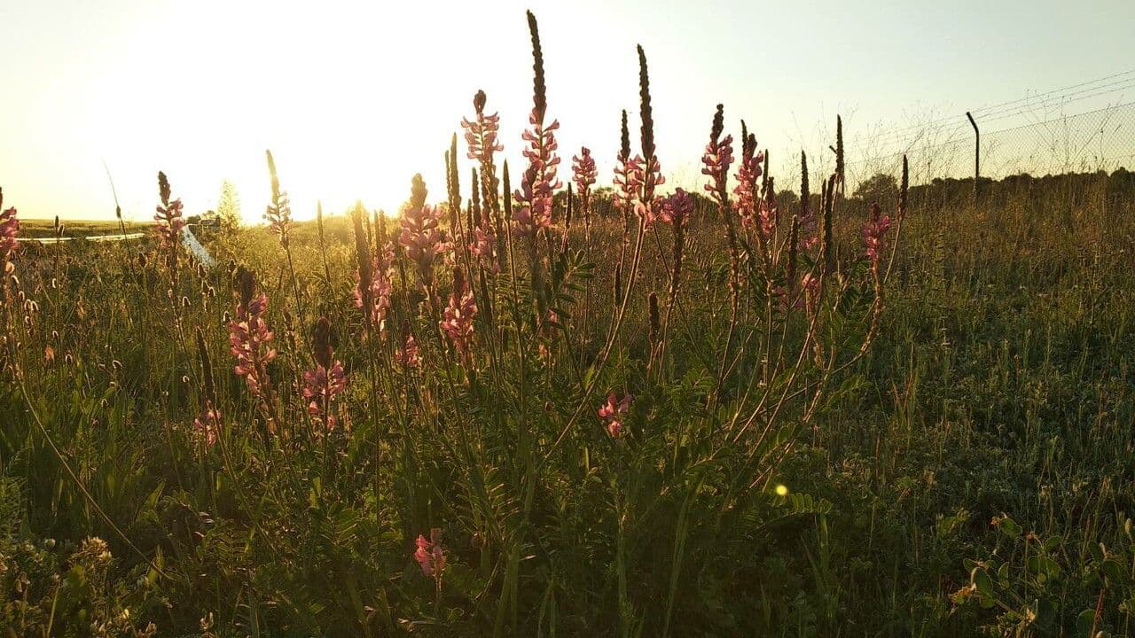 Vičenec ligrus 30