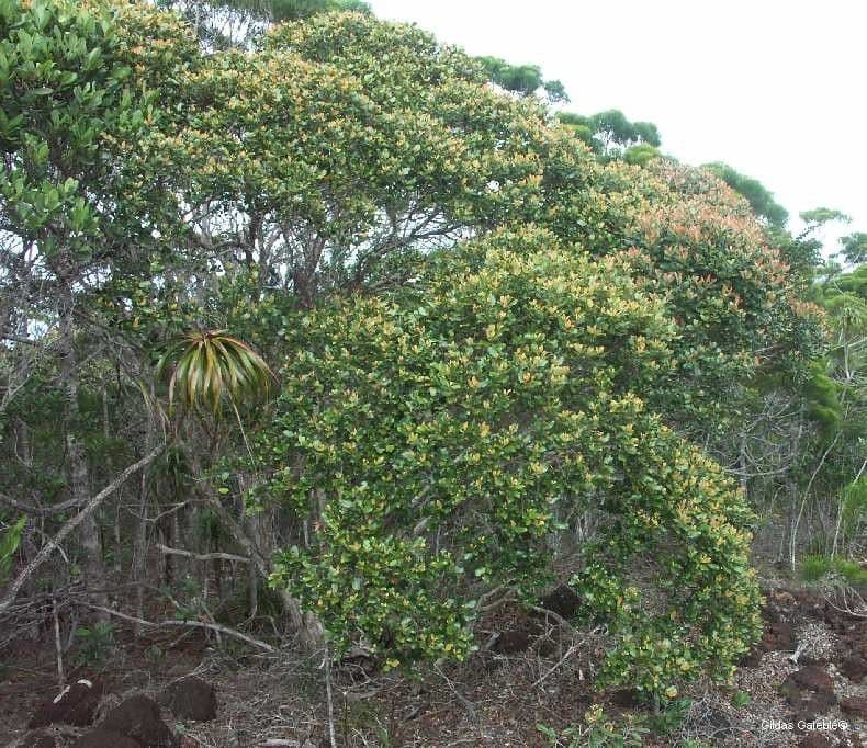 Tristaniopsis 2