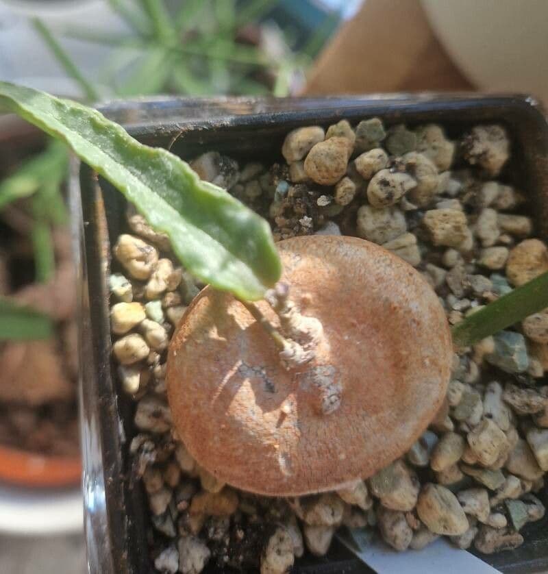 Ceropegia