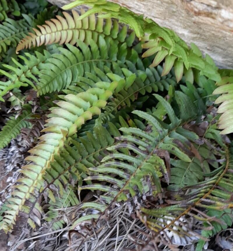 Blechnum australe 7