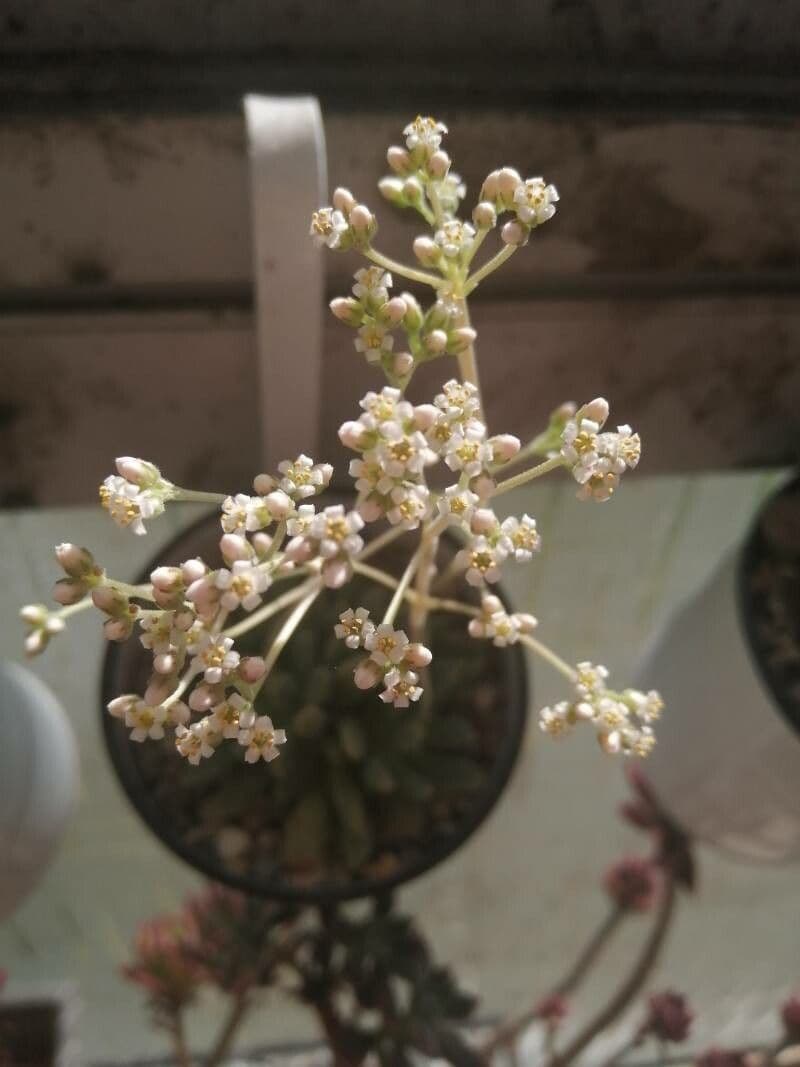Crassula