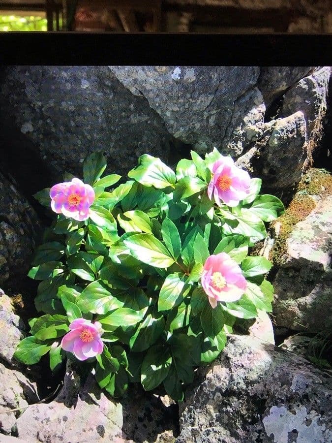 Peonia Corsa 3