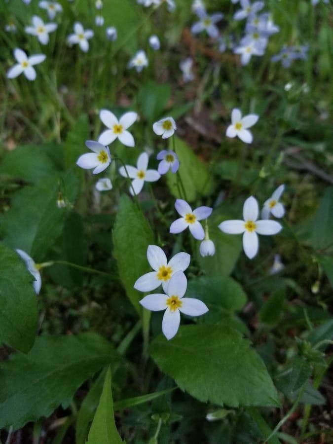 Houstonia azzurra 4
